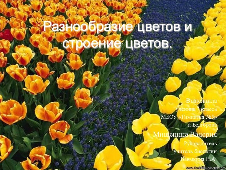 Разнообразие цветов и строение цветов.Выполнила ученица 7 классаМБОУ «Гимназия №5» г. БелгородаМишенина