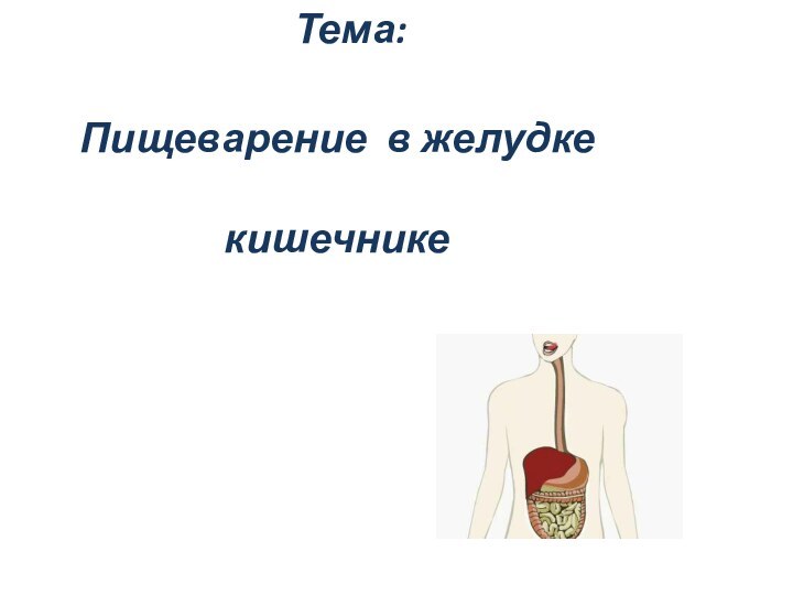 Тема: Пищеварение в желудке кишечнике