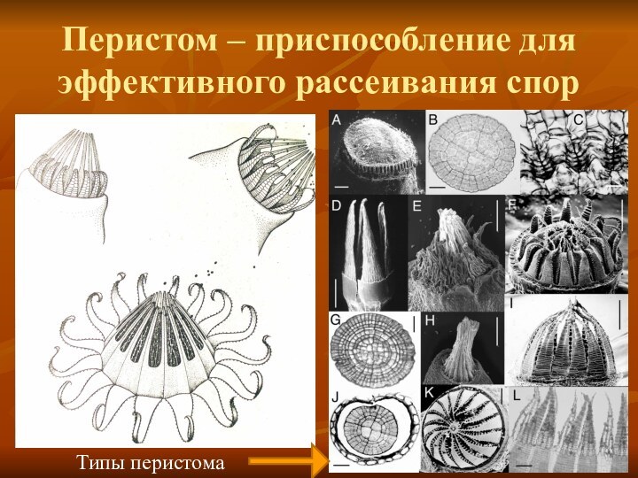 Перистом – приспособление для эффективного рассеивания спорТипы перистома