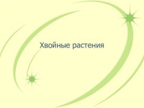 Хвойные растения (2)