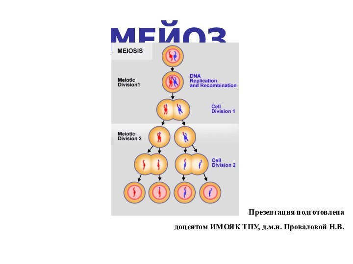 МЕЙОЗ Презентация подготовленадоцентом ИМОЯК ТПУ, д.м.н. Проваловой Н.В.