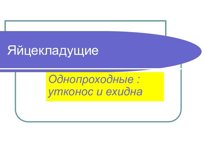 Яйцекладущие Однопроходные : утконос и ехидна