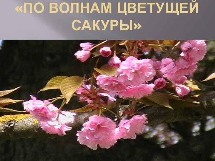 «По волнам цветущей сакуры»