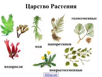 Многообразие растений и их значение