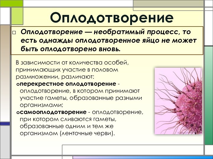 ОплодотворениеОплодотворение — необратимый процесс, то есть однажды оплодотворенное яйцо не может быть