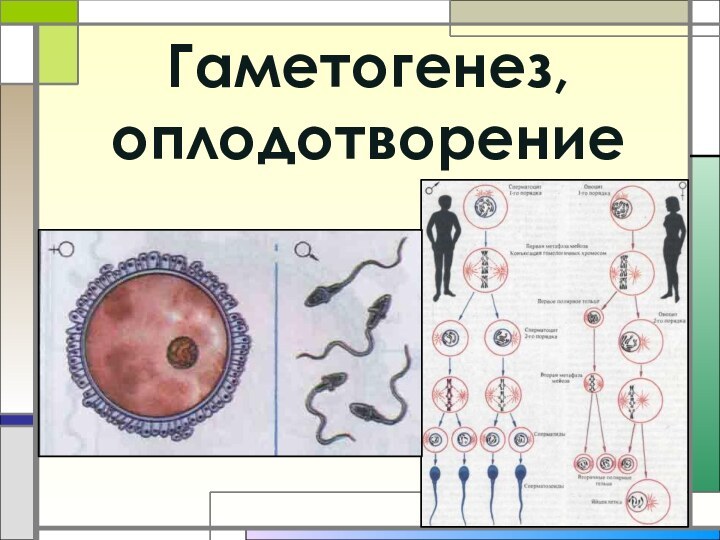 Гаметогенез, оплодотворение