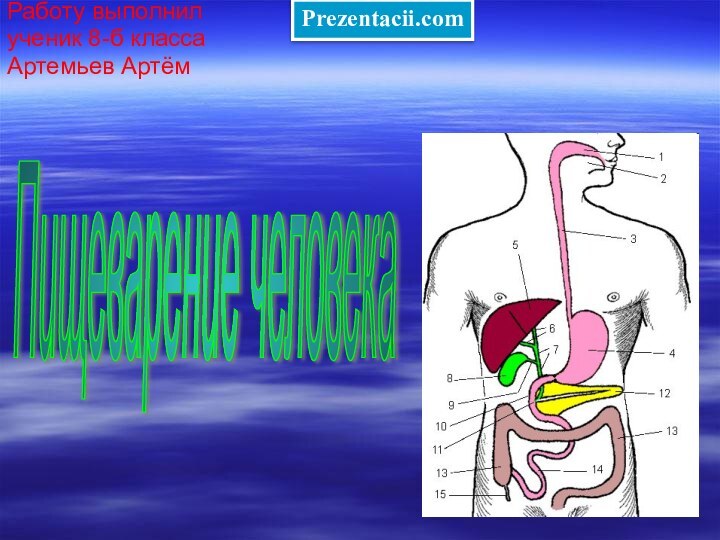 Работу выполнилученик 8-б классаАртемьев АртёмПищеварение человека Prezentacii.com