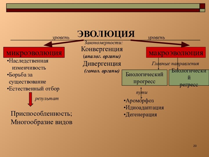 ЭВОЛЮЦИЯмикроэволюциямакроэволюцияКонвергенция(аналог. органы)Дивергенция(гомол. органы)БиологическийрегрессБиологическийпрогрессАроморфозИдиоадаптацияДегенерацияНаследственная  изменчивостьБорьба за существованиеЕстественный отборПриспособленность;Многообразие видоврезультатуровеньуровеньГлавные направленияпутиЗакономерности: