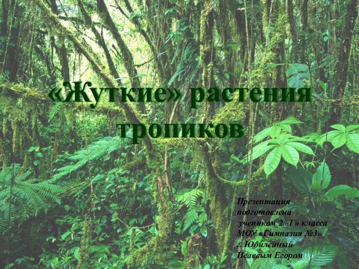 «Жуткие» растения  тропиковПрезентация подготовлена учеником 2 «Г» классаМОУ «Гимназия №3»г. ЮбилейныйИсаевым Егором