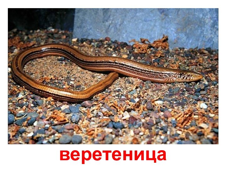 веретеница