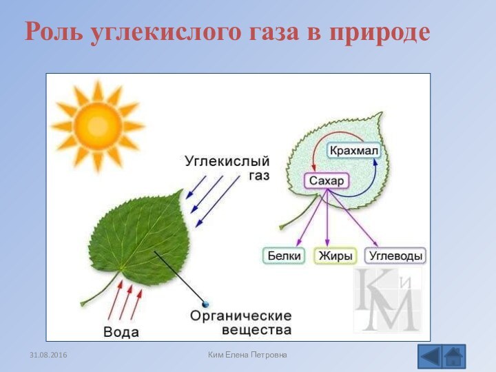 Роль углекислого газа в природеКим Елена Петровна