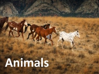 Animals