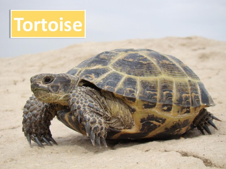 ?Tortoise