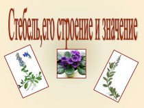 Стебель,его строение и значение