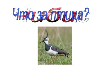 Что за птица? 4