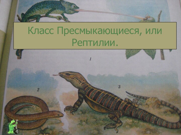 Класс Пресмыкающиеся, или Рептилии.