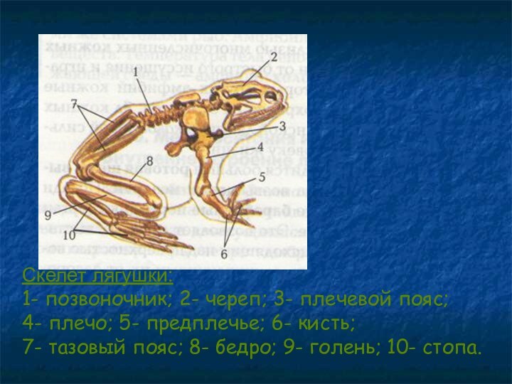 Скелет лягушки:1- позвоночник; 2- череп; 3- плечевой пояс; 4- плечо; 5- предплечье;