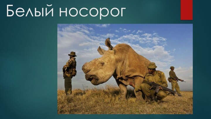 Белый носорог