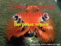 Удивительные полихеты Веерные черви