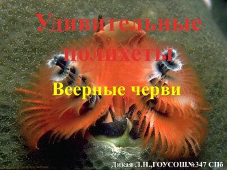 Удивительные полихеты Веерные черви