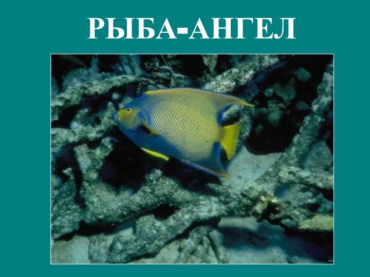 РЫБА-АНГЕЛ