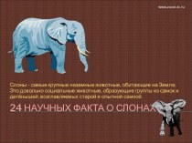 24 наилуших фактов о слонах