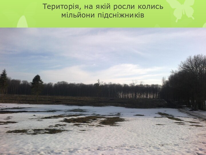 Територія, на якій росли колись мільйони підсніжників