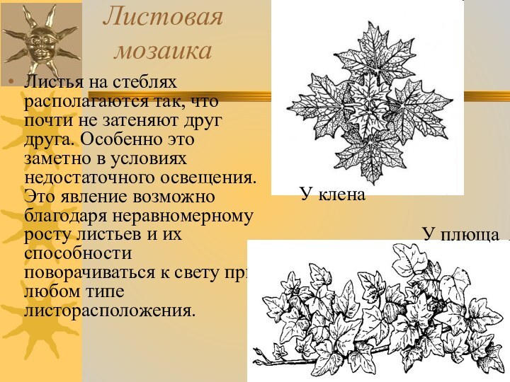 Листовая мозаикаЛистья на стеблях располагаются так, что почти не затеняют друг друга.