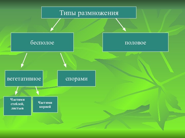 Типы размножениябесполоеполовоевегетативноеспорамиЧастями корнейЧастями стеблей, листьев