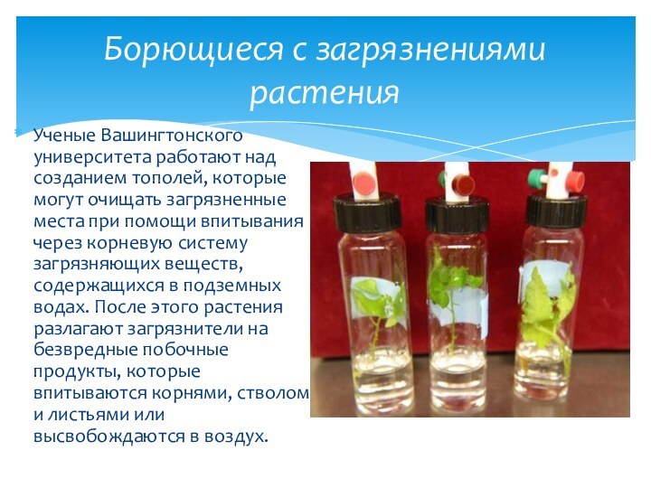 Ученые Вашингтонского университета работают над созданием тополей, которые могут очищать загрязненные места