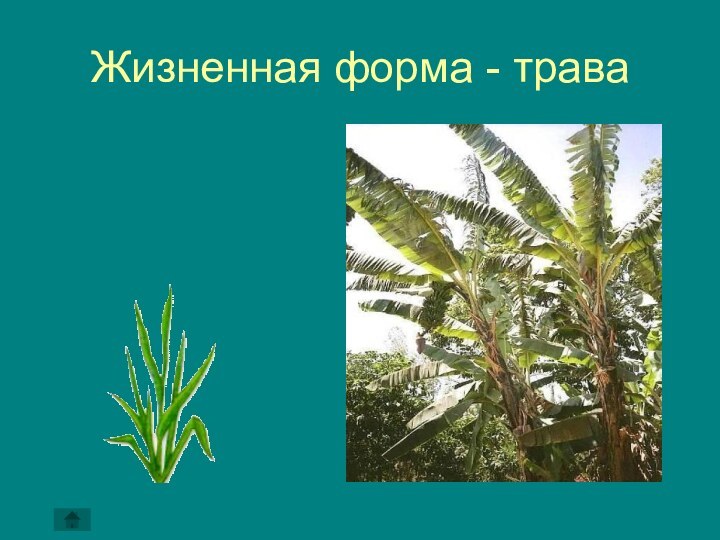 Жизненная форма - трава