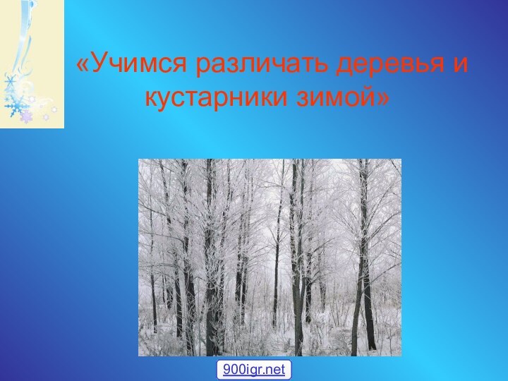 «Учимся различать деревья и кустарники зимой»