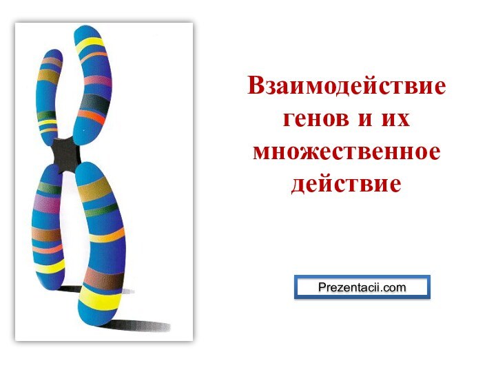 Взаимодействие генов и их множественное действиеPrezentacii.com