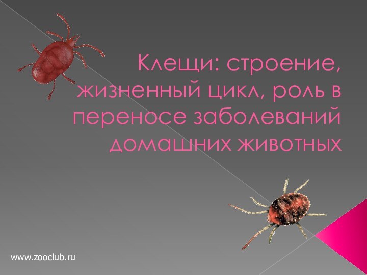 Клещи: строение, жизненный цикл, роль в переносе заболеваний домашних животныхwww.zooclub.ru