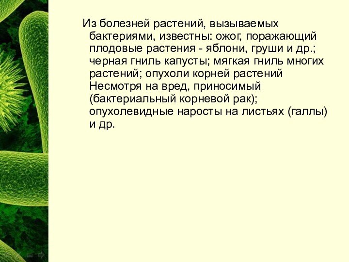 Из болезней растений, вызываемых бактериями, известны: ожог, поражающий плодовые растения -