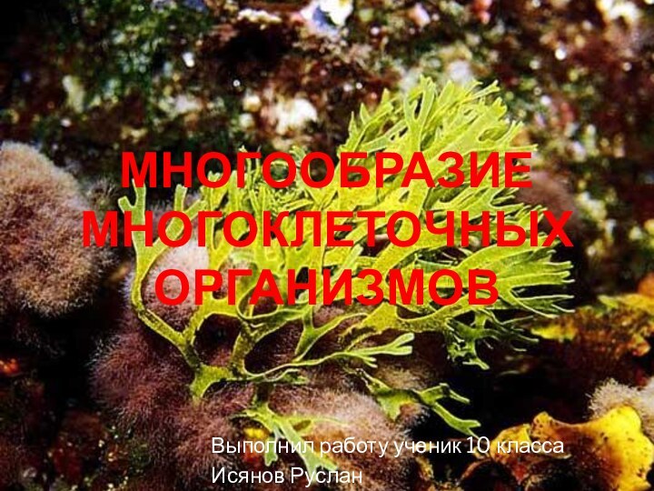 Многообразие многоклеточных организмовВыполнил работу ученик 10 классаИсянов Руслан