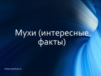 Интересные факты о мухах