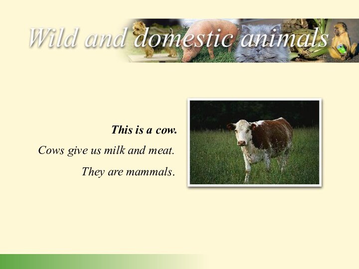 Cows give us milk and meat. They are mammals.This is a cow.