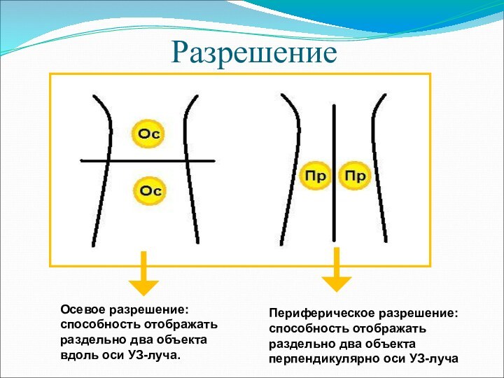 РазрешениеОсевое разрешение:способность отображатьраздельно два объектавдоль оси УЗ-луча.Периферическое разрешение:способность отображатьраздельно два объектаперпендикулярно оси УЗ-луча