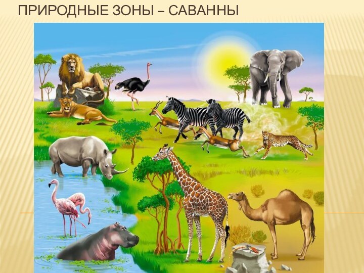 Природные зоны – саванны