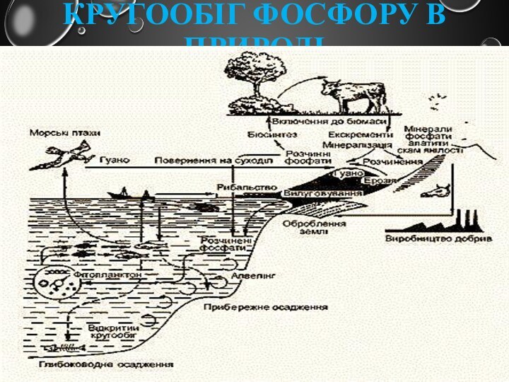 Кругообіг фосфору в природі