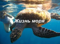 Жизнь моря