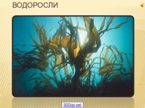 Водоросли растения