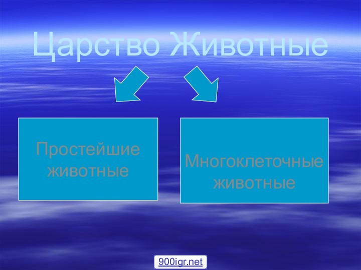 Царство ЖивотныеПростейшие животные Многоклеточные животные