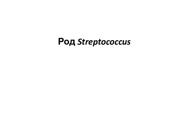 Род Streptococcus
