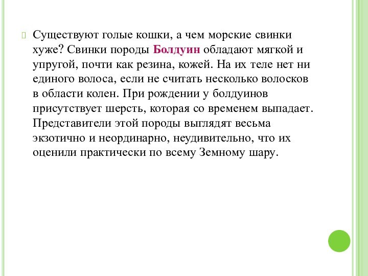 Существуют голые кошки, а чем морские свинки хуже? Свинки породы Болдуин обладают