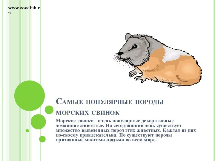 Самые популярные породы морских свинокМорские свинки - очень популярные декоративные домашние животные.