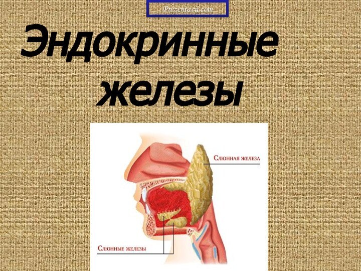 Эндокринные    железыPrezentacii.com