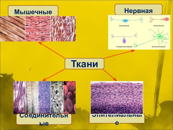 Соединительная мышечная нервная. Характеристика мышечной и нервной ткани. Сходство нервной и мышечной тканей это. Мышечная и нервная ткань вывод. Эпителиальная соединительная мышечная нервная ткани фото.