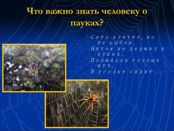 Что важно знать человеку о пауках?Сеть плетёт, но не рыбак, Ниток не
